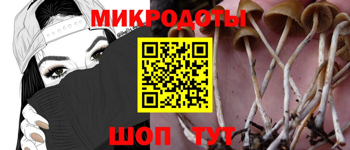 Псилоцибиновые грибы Psilocybe Десногорск